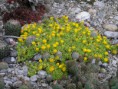 /album/fotogaleria/delosperma-nubigenum-jpg/
